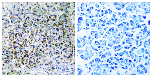 Anti-MRPL40 antibody produced in rabbit affinity isolated antibody