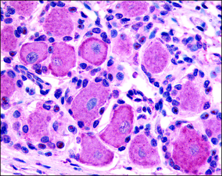 Anti-HTR1D antibody produced in rabbit affinity isolated antibody