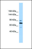 Anti-KIF23 antibody produced in rabbit affinity isolated antibody