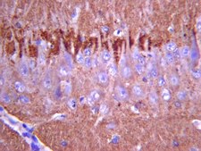 Anti-Synapsin I Antibody serum, Chemicon&#174;