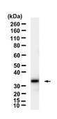 Anti-RelB Antibody, clone 1M14 ZooMAb&#174; Rabbit Monoclonal recombinant, expressed in HEK 293 cells