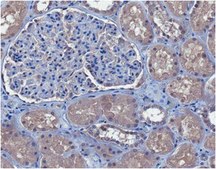 Anti-Thrombomodulin Antibody, clone 273-34A clone 273-34A, from rat