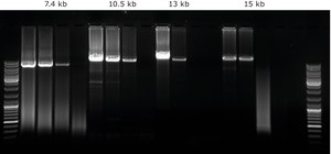 KAPA LongRange HotStart PCR Kit