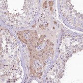 Anti-SLC6A11 antibody produced in rabbit Prestige Antibodies&#174; Powered by Atlas Antibodies, affinity isolated antibody, buffered aqueous glycerol solution