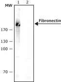 Monoclonal Anti-Fibronectin antibody produced in mouse clone FN-15, ascites fluid