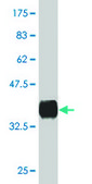 Monoclonal Anti-NPY antibody produced in mouse clone 3B5, purified immunoglobulin, buffered aqueous solution