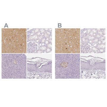 Anti-NECAB2 antibody produced in rabbit Prestige Antibodies&#174; Powered by Atlas Antibodies, affinity isolated antibody, buffered aqueous glycerol solution