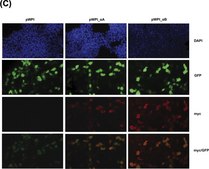 Anti-GFP, N-terminal antibody produced in rabbit ~1.0&#160;mg/mL, affinity isolated antibody, buffered aqueous solution