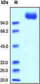 VEGFR2/Flk-1/KDR human recombinant, expressed in HEK 293 cells, &#8805;95% (SDS-PAGE)
