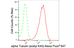Anti Alpha Tubulin Antibody, clone 24GB2020, Rabbit Monoclonal clone 24GB2020, recombinant rabbit monoclonal, expressed in HEK293 cells