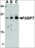 Anti-FABP7 antibody produced in rabbit affinity isolated antibody, buffered aqueous solution