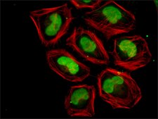 Anti-acetyl-Histone H4 [Ac-Lys12] antibody produced in rabbit IgG fraction of antiserum