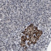 Anti-USP16 antibody produced in rabbit Prestige Antibodies&#174; Powered by Atlas Antibodies, affinity isolated antibody, buffered aqueous glycerol solution