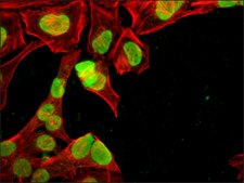 Anti-acetyl-Histone H3 (Ac-Lys27) antibody produced in rabbit ~1.0&#160;mg/mL, affinity isolated antibody