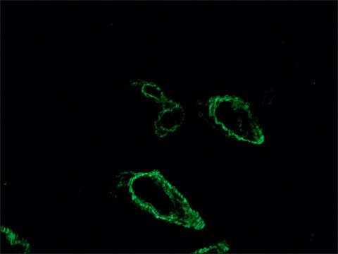Anti-Mouse IgG (Fab specific)−FITC antibody produced in goat affinity isolated antibody, buffered aqueous solution