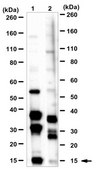 Anti-Death-associated protein 1 Antibody 1.0&#160;mg/mL, from rabbit