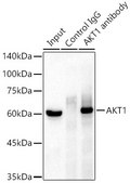 Anti-AKT1 Antibody, clone 10S9D6, Rabbit Monoclonal
