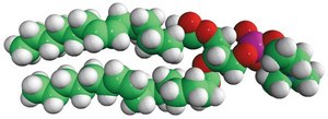 16:1 (Δ9-Cis) PC 1,2-dipalmitoleoyl-sn-glycero-3-phosphocholine, chloroform