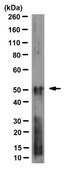 Anti-Cereblon Antibody, clone 3B12F7 clone 3B12F7, from mouse