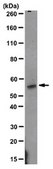 Anti-ROR gamma T Antibody, clone 6F3.1 clone 6F3.1, from mouse