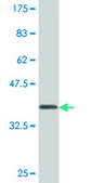 Monoclonal Anti-PLD1, (C-terminal) antibody produced in mouse clone 10H2, purified immunoglobulin, buffered aqueous solution