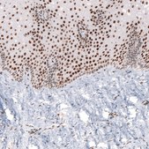 Monoclonal Anti-CUX1 antibody produced in mouse Prestige Antibodies&#174; Powered by Atlas Antibodies, clone CL5278, purified immunoglobulin, buffered aqueous glycerol solution