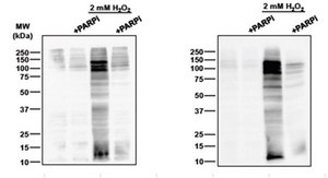 Anti-poly-ADP-ribose binding reagent Anti-poly-ADP-ribose binding reagent is a reagent that selectively binds to ADP ribose for use in Western Blotting, Immunocytochemistry and Dot Blot.