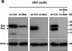 Anti-Bak Antibody, NT Upstate&#174;, from rabbit