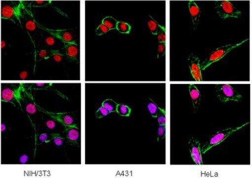 Anti-Heterochromatin Protein-1 &#946; Antibody, clone 1MOD-1A9 ascites fluid, clone 1MOD-1A9, Chemicon&#174;