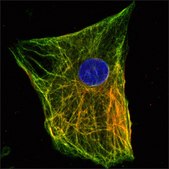 Anti-Nestin (C-terminal) antibody produced in rabbit ~1.5&#160;mg/mL, affinity isolated antibody