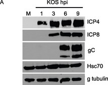 Anti-&#947;-Tubulin antibody, Mouse monoclonal clone GTU-88, purified from hybridoma cell culture