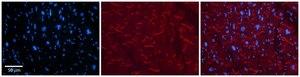Anti-KEAP1 (AB2) antibody produced in rabbit affinity isolated antibody