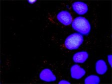 Monoclonal Anti-SOS1 antibody produced in mouse clone 4C1, purified immunoglobulin, buffered aqueous solution