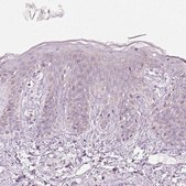 Anti-KCNQ1 antibody produced in rabbit Prestige Antibodies&#174; Powered by Atlas Antibodies, affinity isolated antibody, buffered aqueous glycerol solution