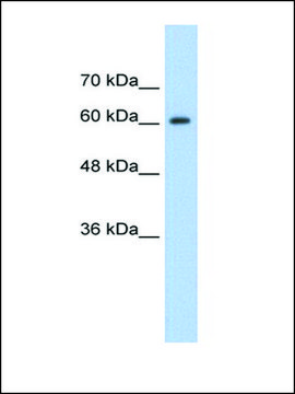 Anti-SYNCRIP (AB2) antibody produced in rabbit IgG fraction of antiserum