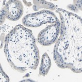 Anti-SLC1A2 antibody produced in rabbit Prestige Antibodies&#174; Powered by Atlas Antibodies, affinity isolated antibody, buffered aqueous glycerol solution