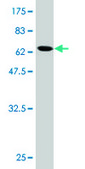 Monoclonal Anti-BCL2L14 antibody produced in mouse clone 1D11, purified immunoglobulin, buffered aqueous solution