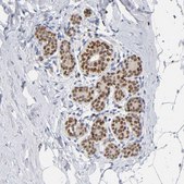Anti-RUNX1 antibody produced in rabbit Prestige Antibodies&#174; Powered by Atlas Antibodies, affinity isolated antibody, buffered aqueous glycerol solution
