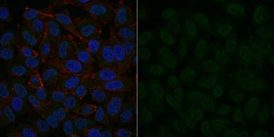 Anti-IGF-I Antibody, clone Sm1.2, Alexa Fluor&#8482; 488 Conjugate clone Sm1.2, from mouse, ALEXA FLUOR&#8482; 488