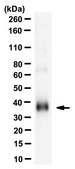 Anti-M-CSF Antibody, clone 3G6.4.8