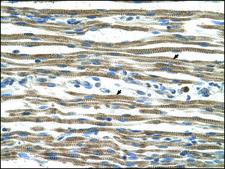 Anti-ARG1 (AB2) antibody produced in rabbit IgG fraction of antiserum