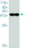 Monoclonal Anti-TNFRSF17 antibody produced in mouse clone 1F10, purified immunoglobulin, buffered aqueous solution