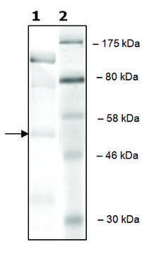 cKit active human recombinant, expressed in baculovirus infected Sf9 cells, &#8805;70% (SDS-PAGE)