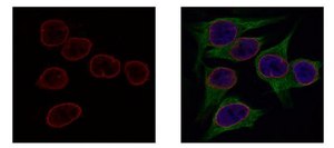 Monoclonal Anti-Lamin B2 antibody produced in mouse clone GT144, affinity isolated antibody
