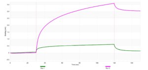 Anti-Caspase-2 Antibody, clone 1H14 ZooMAb® Rabbit Monoclonal recombinant, expressed in HEK 293 cells