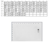 Anti-acetyl-Histone H4 (Lys12) Antibody, Trial Size, rabbit monoclonal culture supernatant, Chemicon&#174;