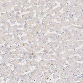 Anti-DNASE1 antibody produced in rabbit Prestige Antibodies&#174; Powered by Atlas Antibodies, affinity isolated antibody, buffered aqueous glycerol solution