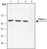 Anti-PSPC1 (N-terminal) antibody produced in rabbit ~1.0&#160;mg/mL, affinity isolated antibody