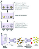 Cell Death Detection ELISAPLUS sufficient for 96&#160;multiwell tests (11774425001), sufficient for 10 x 96&#160;multiwell tests (11920685001)