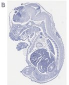Anti-Tbr2 Antibody, clone 3M12, ZooMAb&#174; Rabbit Monoclonal recombinant, expressed in HEK 293 cells